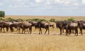 Un troupeau de gnous se tient dans la savane, un moment fort d'un photo safari au Kenya.