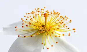 Photo macro d'une fleur blanche aux étamines jaunes éclatantes et aux anthères orangées, capturant la délicatesse de la nature.