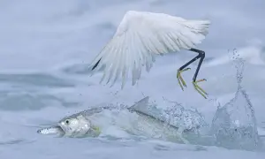 Une aigrette blanche en plein vol attrape un poisson dans l'eau agitée. Photographie animalière saisissante.