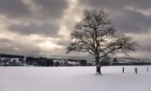 Photographie de paysage hivernal : un arbre solitaire aux branches dénudées se dresse dans un champ enneigé sous un ciel nuageux et lumineux.