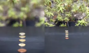 Cinq pièces de monnaie alignées sur une surface sombre, vues en perspective.