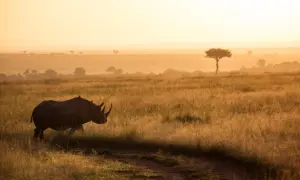 Un rhinocéros solitaire traverse une savane dorée au lever du soleil, un moment parfait pour un photo safari.