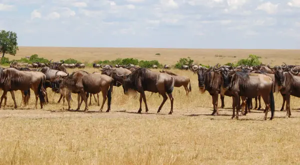 Un troupeau de gnous se tient dans la savane, un moment fort d'un photo safari au Kenya.