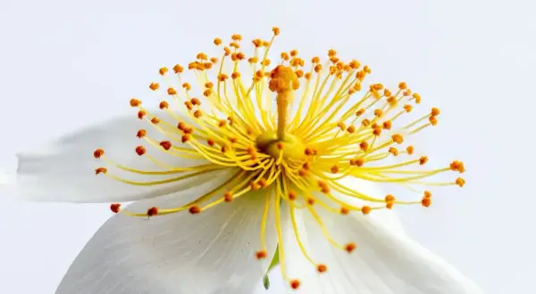 Photo macro d'une fleur blanche aux étamines jaunes éclatantes et aux anthères orangées, capturant la délicatesse de la nature.