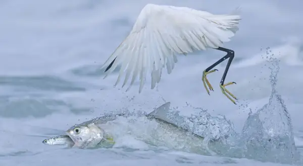 Une aigrette blanche en plein vol attrape un poisson dans l'eau agitée. Photographie animalière saisissante.