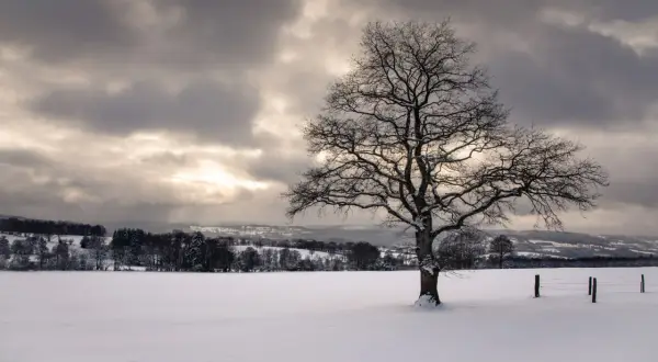 Photographie de paysage hivernal : un arbre solitaire aux branches dénudées se dresse dans un champ enneigé sous un ciel nuageux et lumineux.
