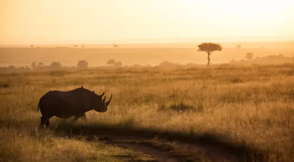 Un rhinocéros solitaire traverse une savane dorée au lever du soleil, un moment parfait pour un photo safari.