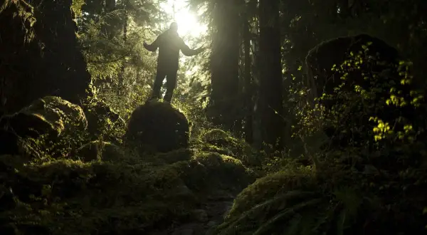 Mathieu Le Lay, silhouette d'un homme bras ouverts sur un rocher moussus, baigné par la lumière du soleil filtrant à travers la forêt dense.