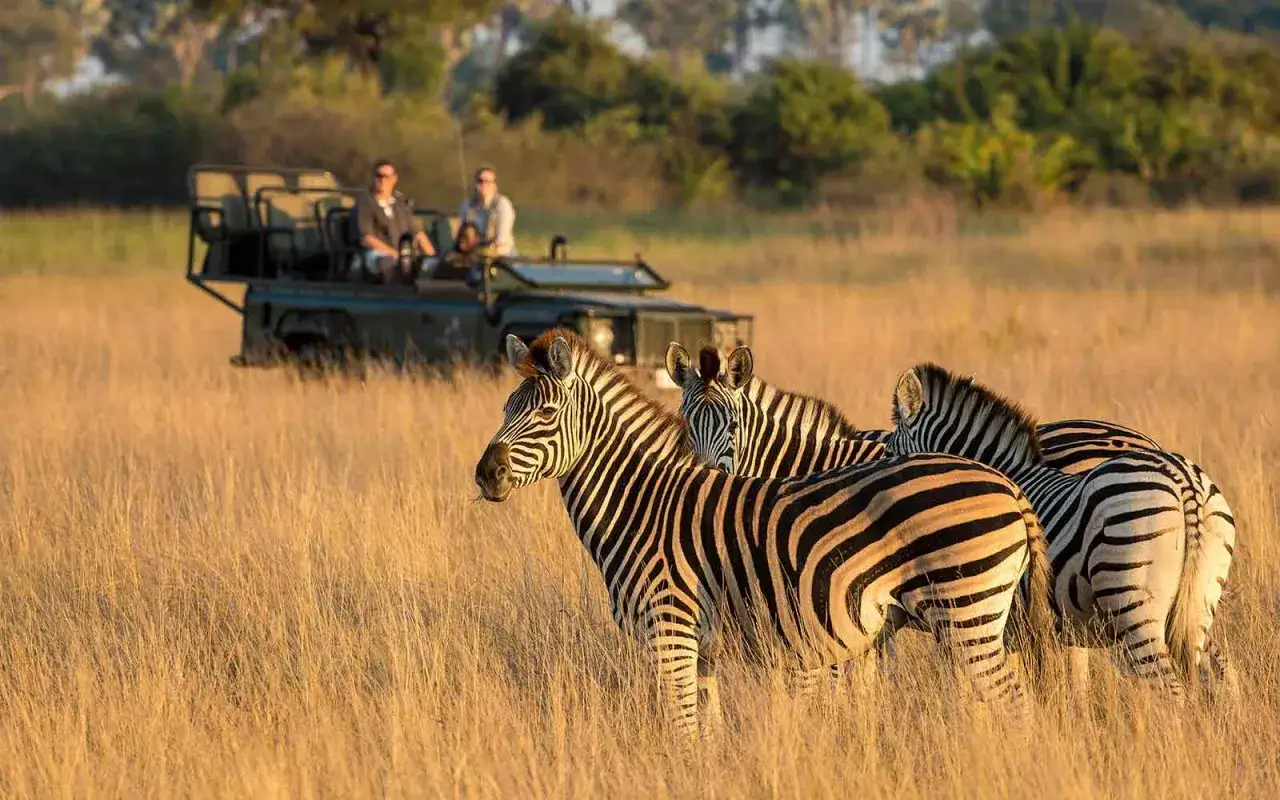 Un groupe de zèbres dans la savane, avec un véhicule de photo safari et des touristes en arrière-plan.