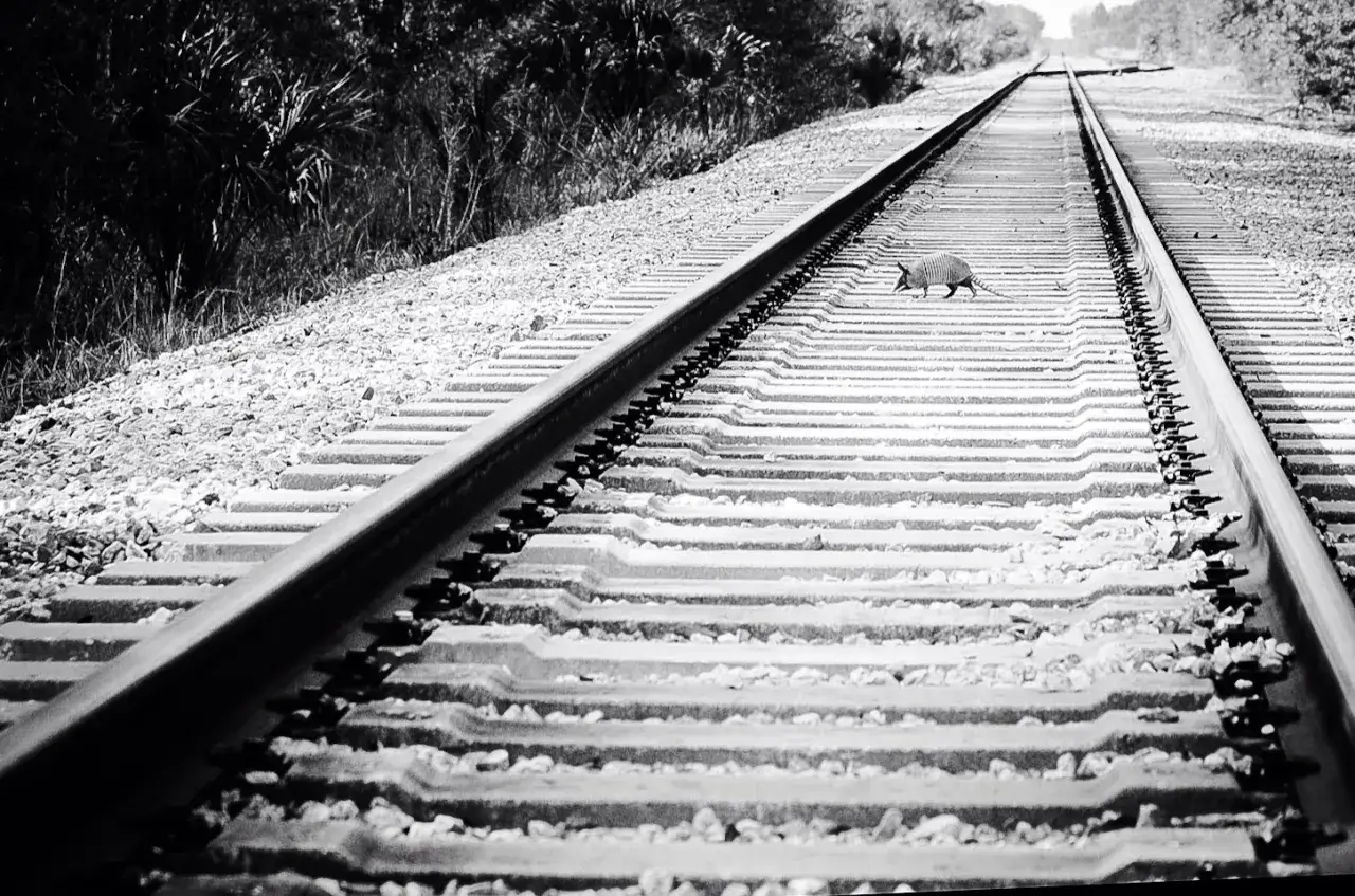 Composition photographique : un tatou traverse des voies ferr&eacute;es, le regard fix&eacute; vers l'horizon.