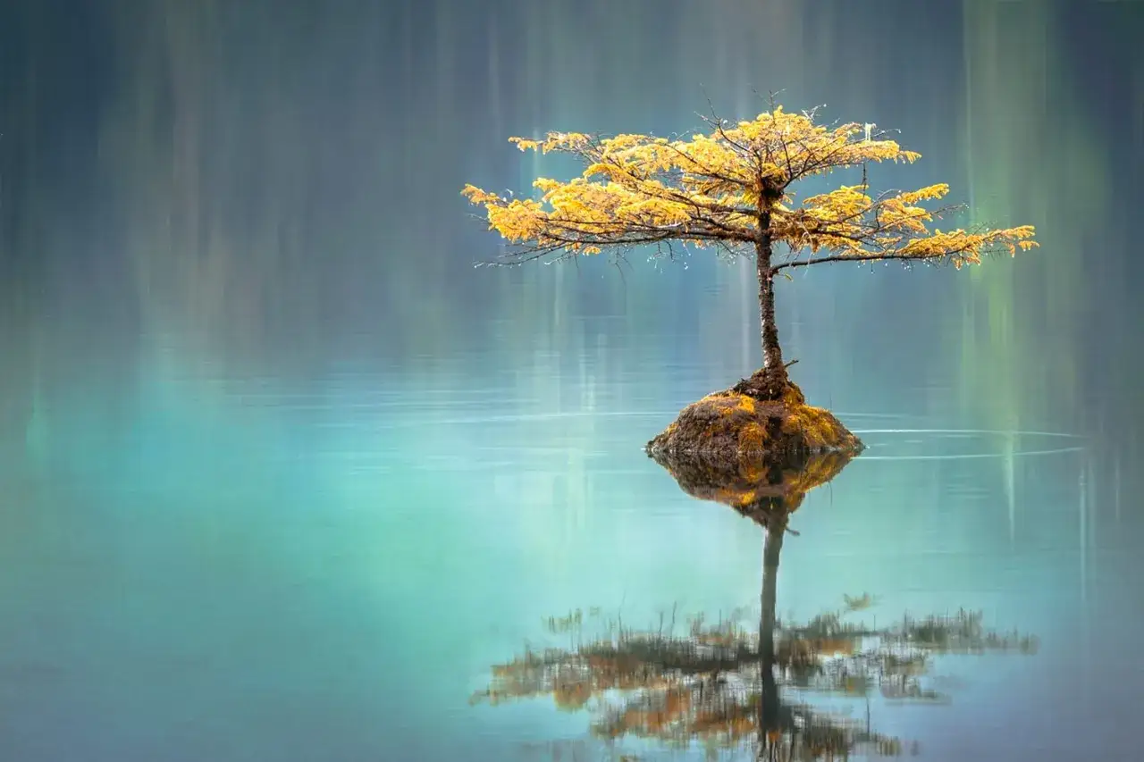 Un arbre solitaire aux feuilles dorées sur un îlot rocheux, sa réflexion créant un effet fresnel sur l'eau calme aux teintes bleutées et vertes.