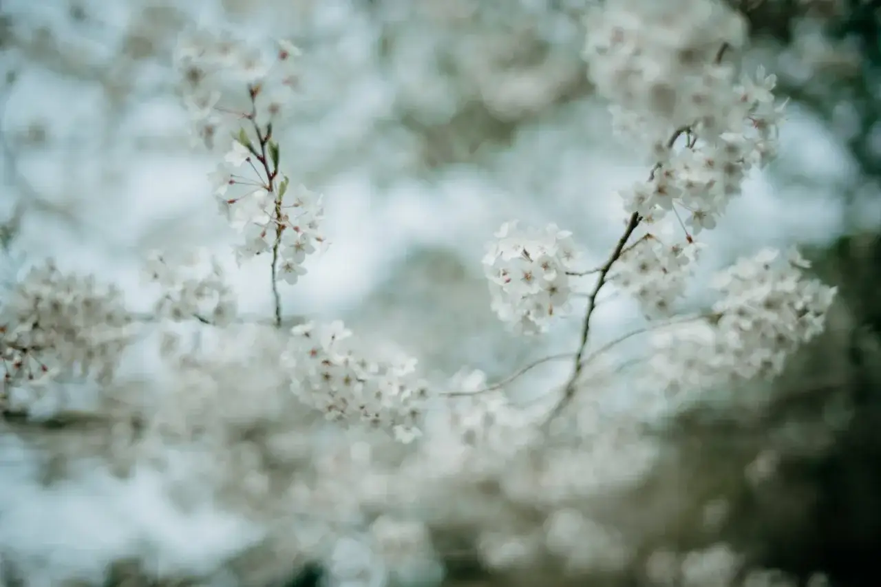 Fleurs de cerisier délicates, avec un flouter arrière plan photo qui accentue leur beauté éphémère.