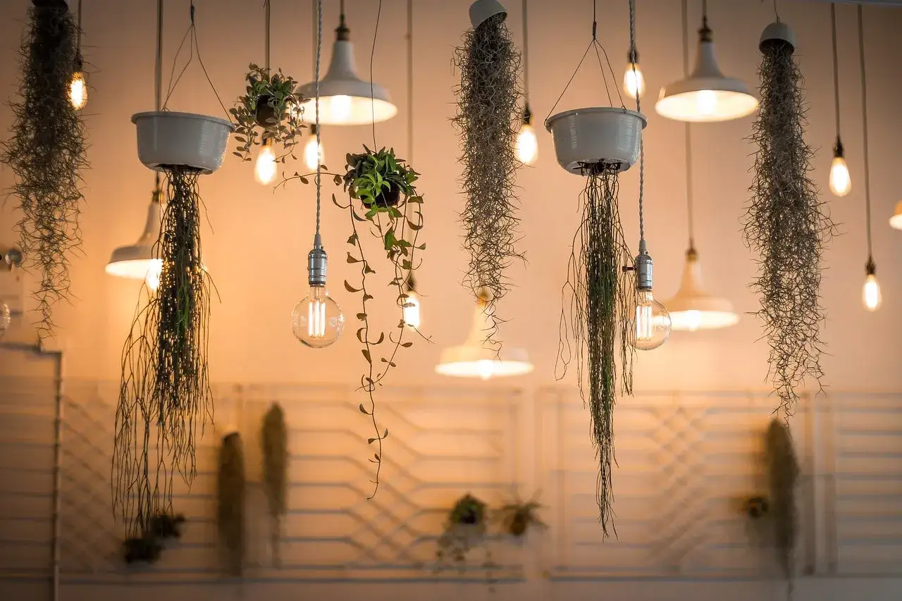 Lustres suspendus avec des plantes retombantes, créant une ambiance chaleureuse parfaite pour un photographe interieur.