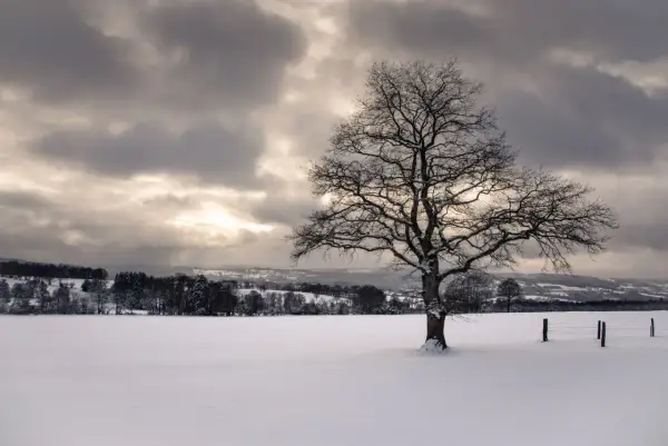 Photographie de paysage hivernal : un arbre solitaire aux branches dénudées se dresse dans un champ enneigé sous un ciel nuageux et lumineux.