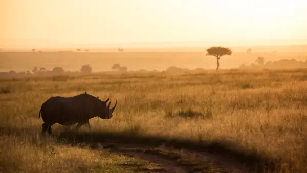 Un rhinocéros solitaire traverse une savane dorée au lever du soleil, un moment parfait pour un photo safari.